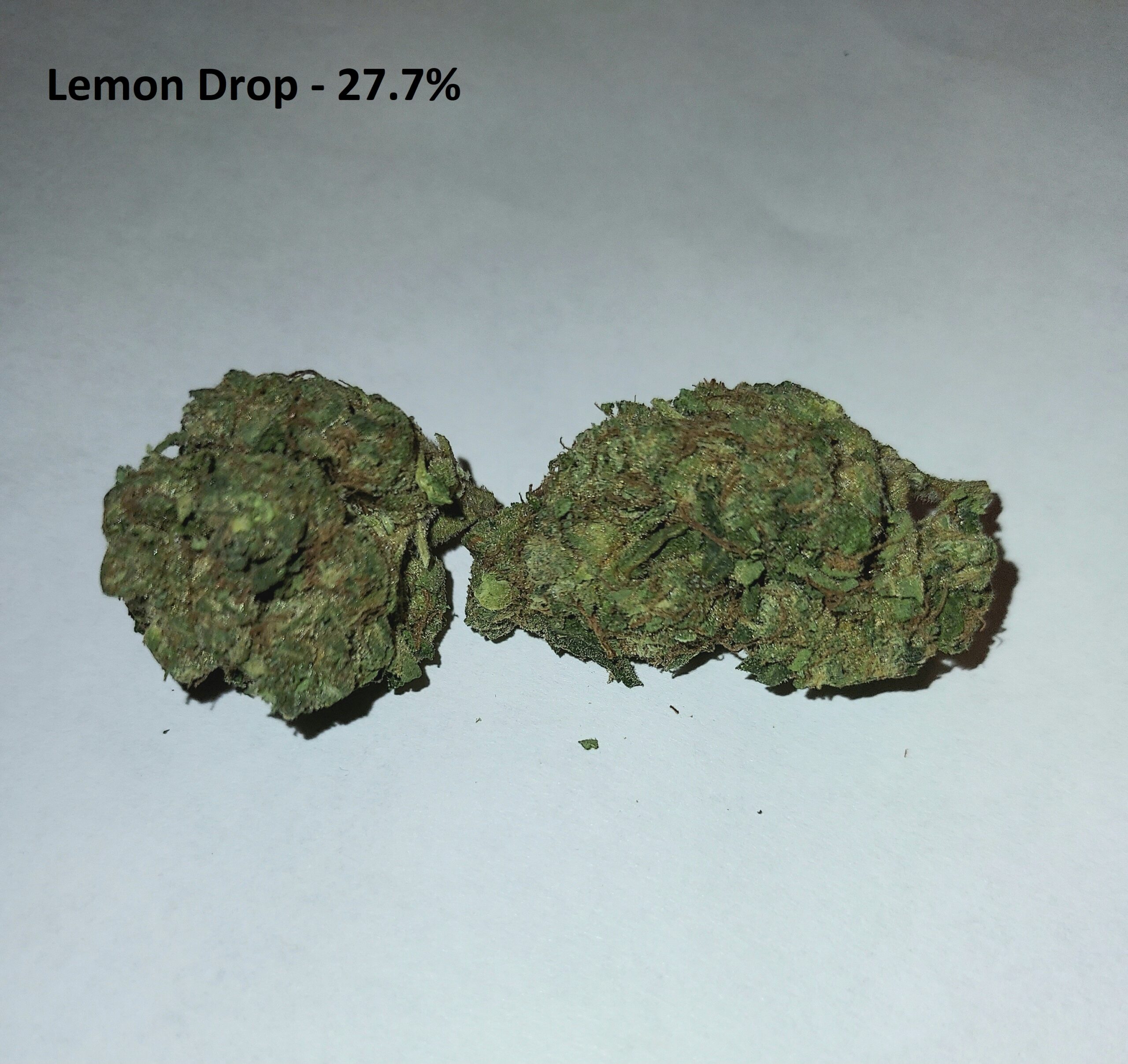 Lemon Drop 27.7