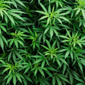 Hemp